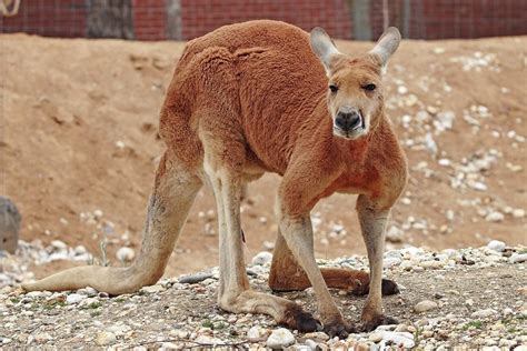 kanguru hangi kıtada yaşar